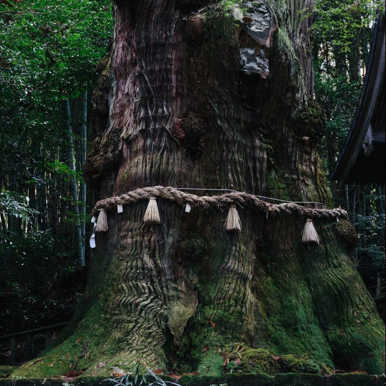 🏯 쿠마야마 유적 (쿠마야마 이세키) 이미지 8